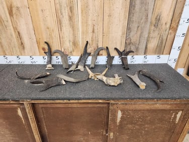 Pronghorn Antelope Horns