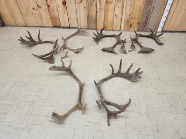 3 Sets Of Caribou Antlers In Velvet