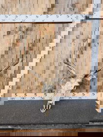 3x5 Elk Antlers On Skull