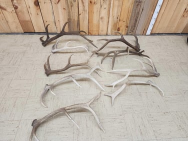 50.4 Lbs Of Elk Shed Antlers