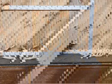 Whitetail Antlers Package Lot