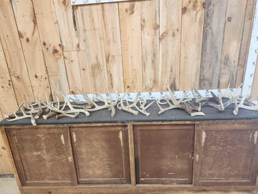 22.5 Lbs Of Antlers
