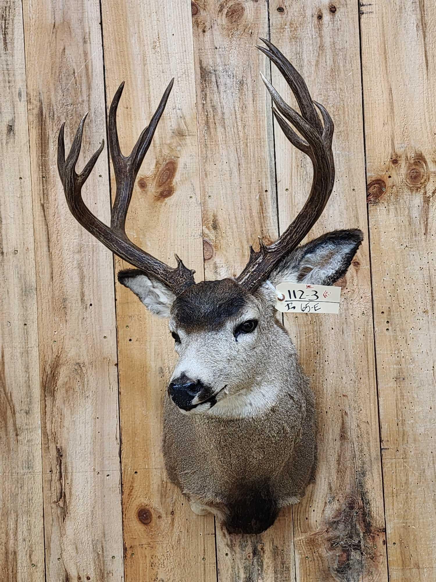 6x7 Mule Deer Shoulder Mount Taxidermy (1 of 7)