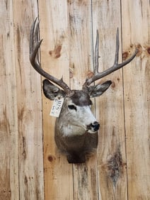 4x5 Mule Deer Shoulder Mount Taxidermy