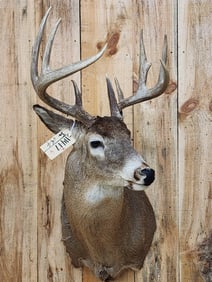 5x5 Whitetail Shoulder Mount Taxidermy