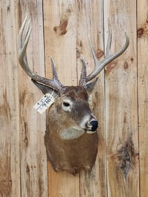 4x4 Whitetail Shoulder Mount Taxidermy