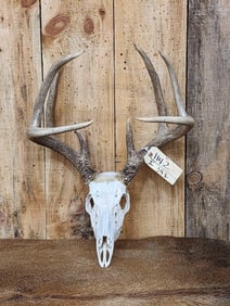 Mid 150 Class Wild 4x4 Whitetail Antlers On Skull