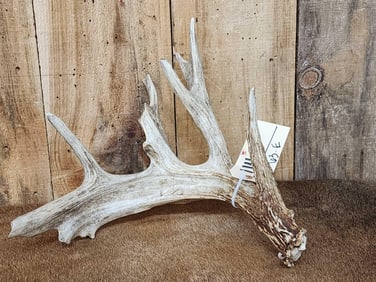 Main Frame 5 Point Whitetail Shed Antler