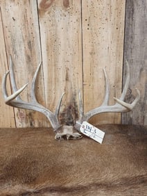 150 Class Wild Whitetail Antlers On Skull Plate