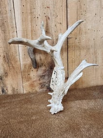 Crazy Nontypical Whitetail Shed Antler