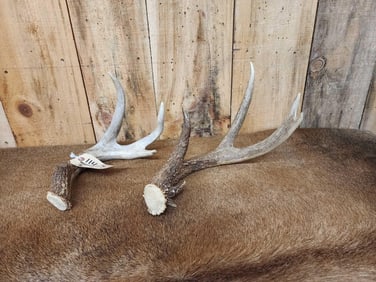 2 Whitetail Shed Antlers
