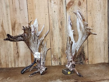 GIANT Set Of Whitetail Cut Off Antlers