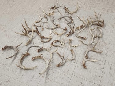 19 Lbs Of Whitetail Shed Antlers