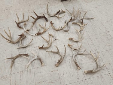 20.6 Lbs Of Whitetail Shed Antlers