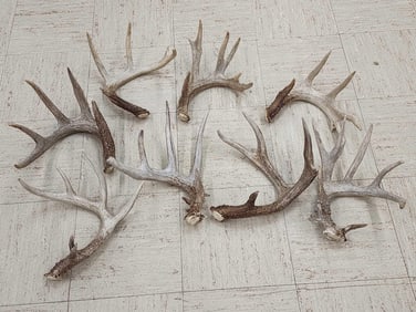 12.6 Lbs Of Wild Whitetail Shed Antlers
