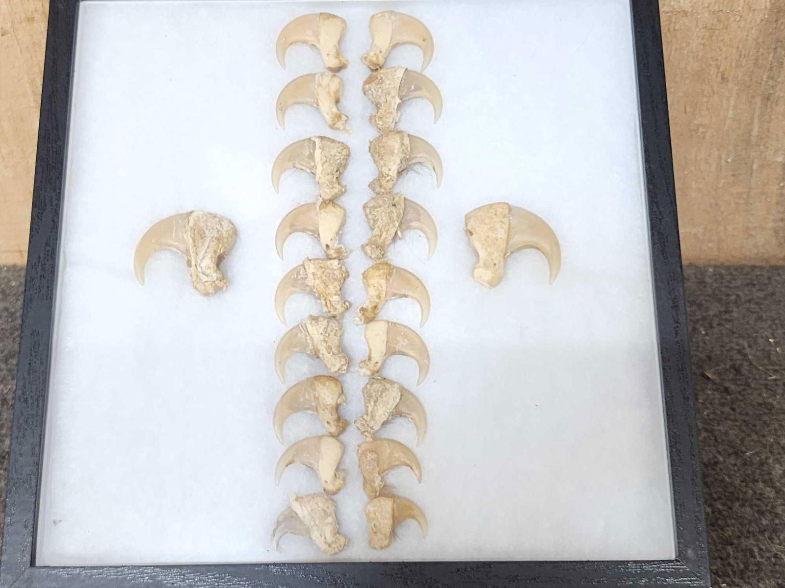 Set Of 20 Cougar Mountain Lion Claws Taxidermy