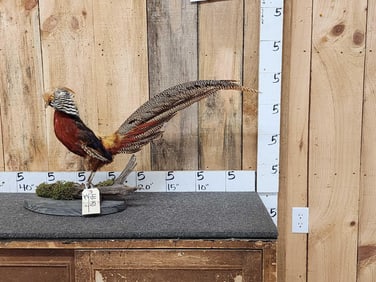 Red Golden Pheasant Full Body Bird Taxidermy