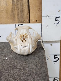 Mountain Lion Cougar Skull Taxidermy
