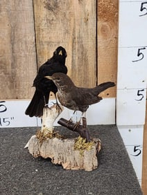 Male And Federal Eurasian Blackbirds Bird Taxidermy