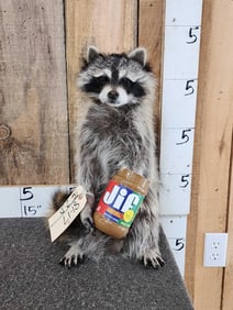 Raccoon Eating Cracker Jacks Full Body Taxidermy Mount