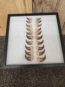 Complete Set Of 20 Black Bear Claws