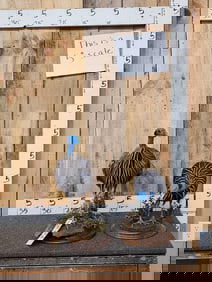 Pair Of Vulturine Guinea Fowl Full Body Bird Taxidermy