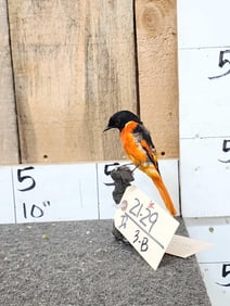 Orange Flame Minivet Full Body Bird Taxidermy