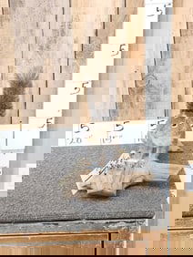 Grey Squirrel Full Body Taxidermy Mount