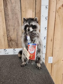 Raccoon Eating Cracker Jacks Full Body Taxidermy Mount