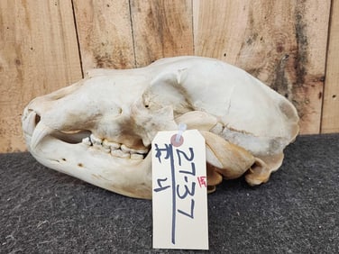 Alaskan Kodiak Brown Bear Skull Taxidermy