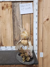 Yellow Golden Pheasant Full Body Bird Taxidermy