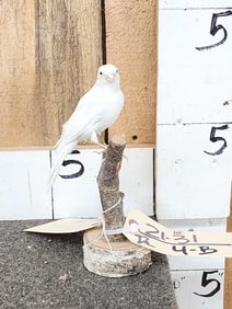 White Island Canary Full Body Bird Taxidermy