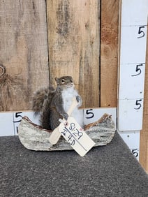Squirrel In A Birch Bark Canoe Taxidermy