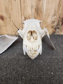 Alaskan Grizzly Bear Skull Taxidermy