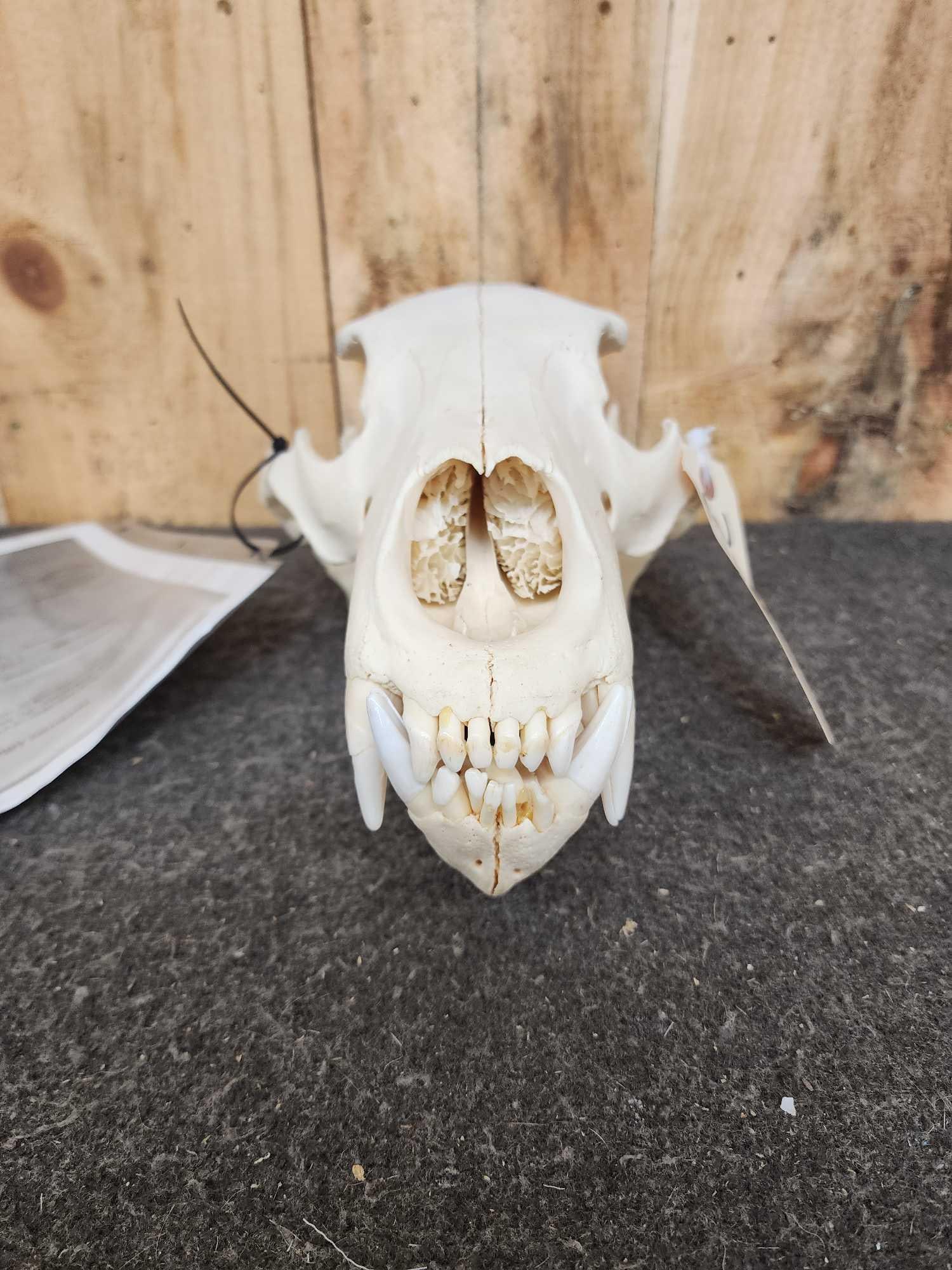 Alaskan Grizzly Bear Skull Taxidermy (1 of 4)