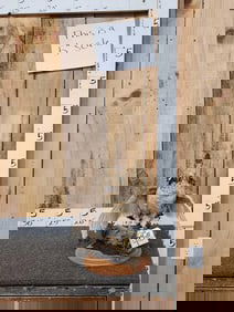 Ruffed Grouse Full Body Bird Taxidermy