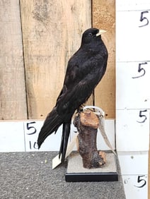 Yellow Billed Chough Full Body Bird Taxidermy