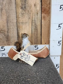 Pine Squirrel In A Birch Bark Canoe Taxidermy