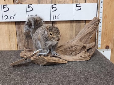 Squirrel On Driftwood Full Body Taxidermy Mount