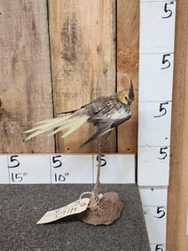 Cockatiel Full Body Bird Taxidermy