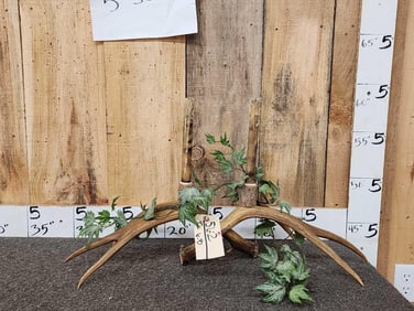 Mule Deer Antlers Candle Holder