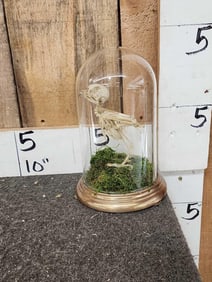 Eurasian Scops Owl Articulated Skelton Bird Taxidermy