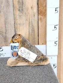 Drunken Squirrel Full Body Taxidermy Mount