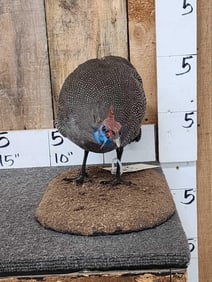 Helmeted Guinea Fowl Full Body Bird Taxidermy