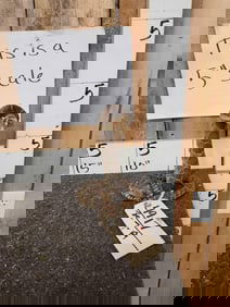 Diamondback Rattlesnake Full Body Taxidermy Mount