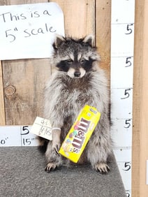Raccoon Eating M&M's