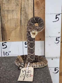 Diamondback Rattlesnake Full Body Taxidermy Mount