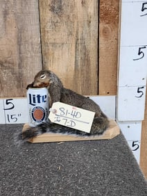 Drunken Squirrel Taxidermy Mount