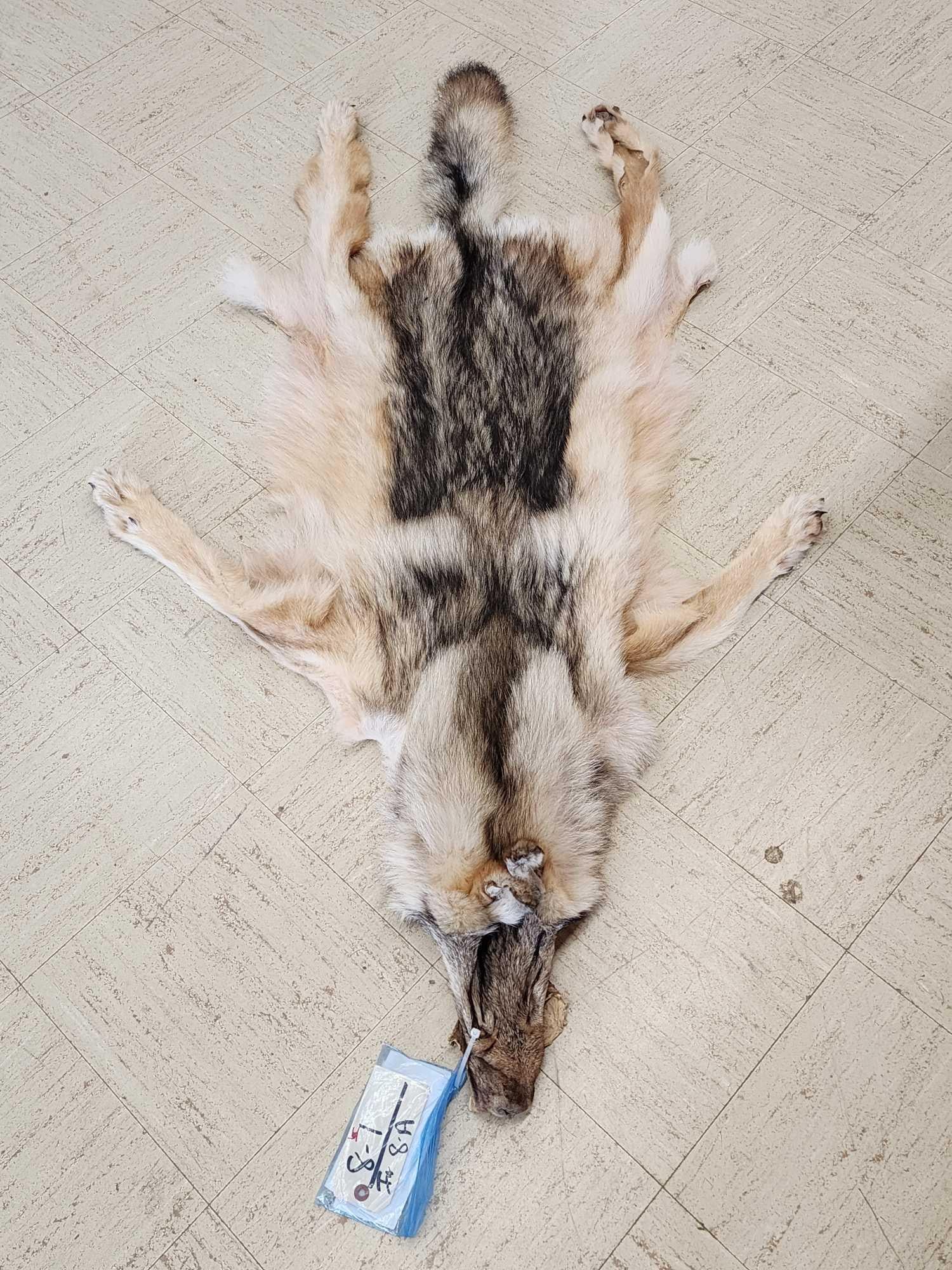 Alaskan Wolf Soft Tanned Fur: 8.1 Paws intact about 65" long