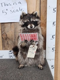 Raccoon Playing Solitaire Taxidermy